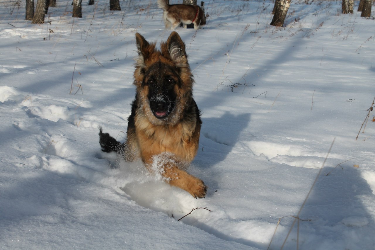 Длинношёрстная немецкая овчарка в снегу