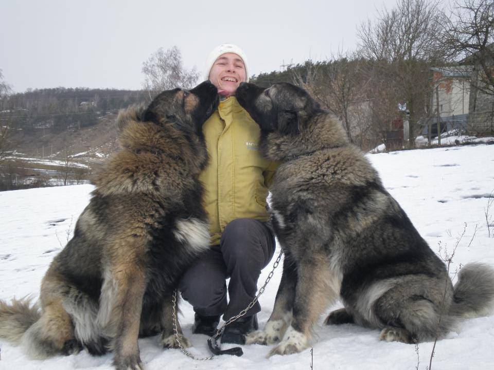Psy rasy kaukaskiej