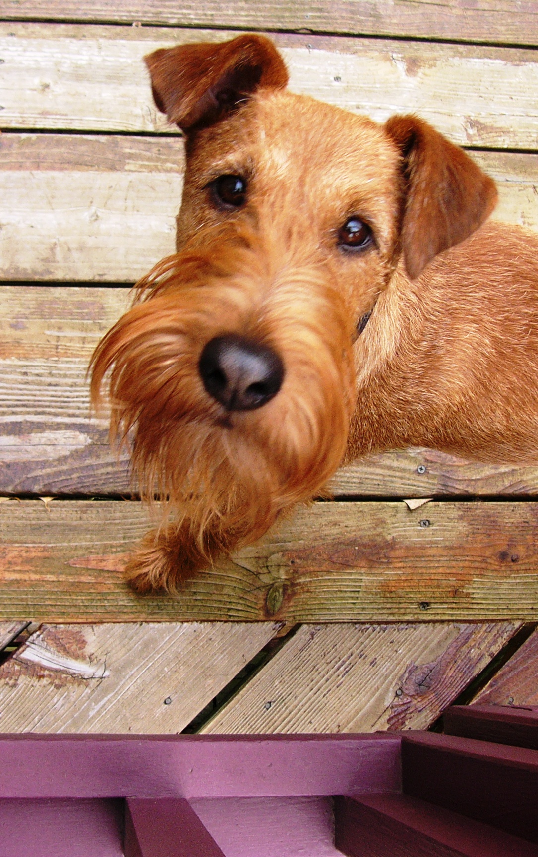 Muzzle Irish Terrier