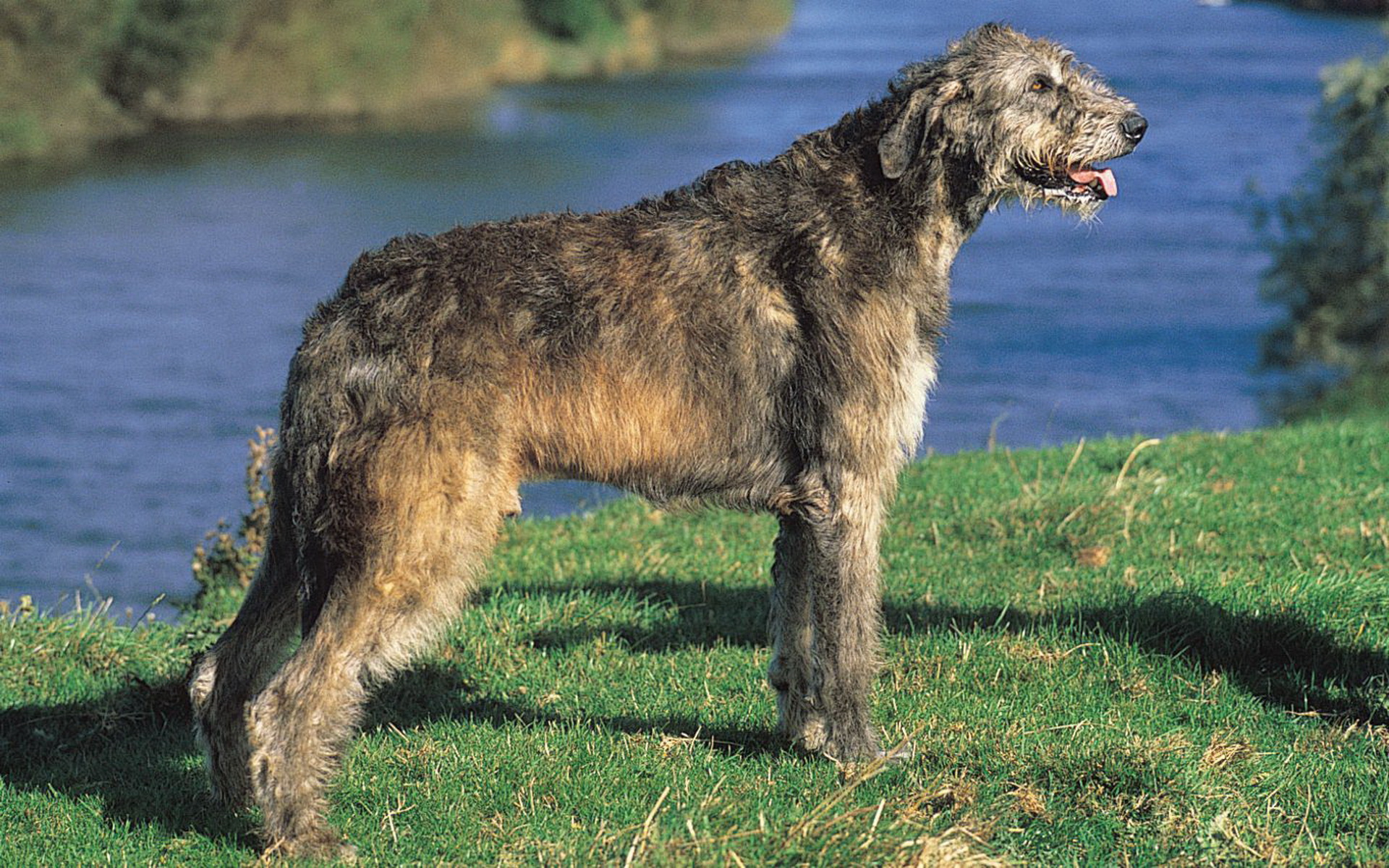 Irsk Wolfhound