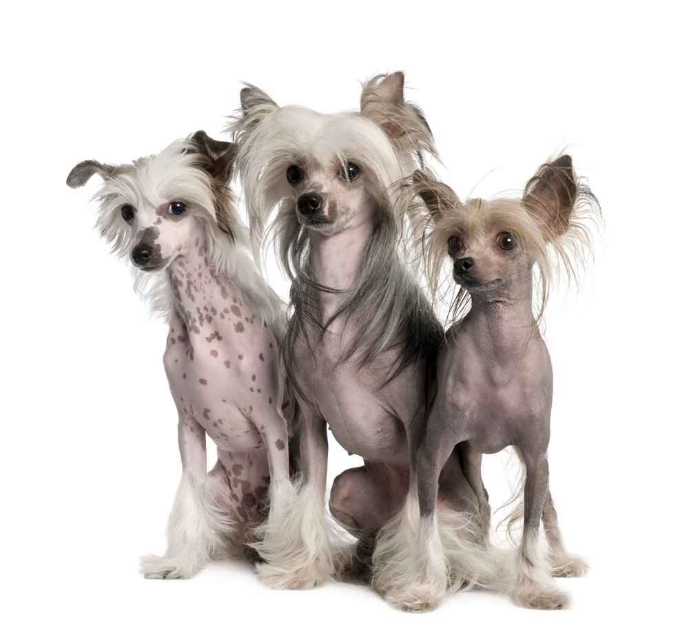 Chinese crested dogs