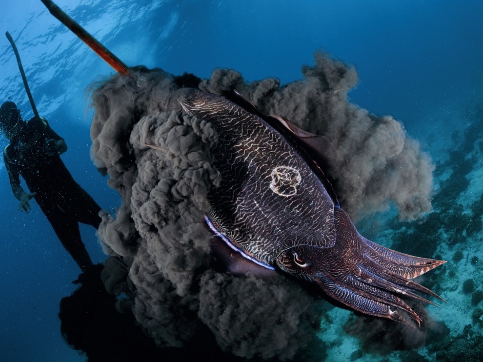 Pharaoh's cuttlefish, pierced by a diver, produces a cloud of ink.