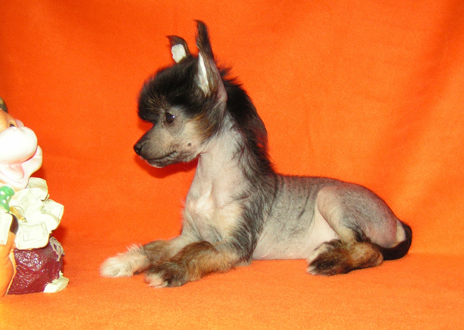 Chiński Crested Puppy