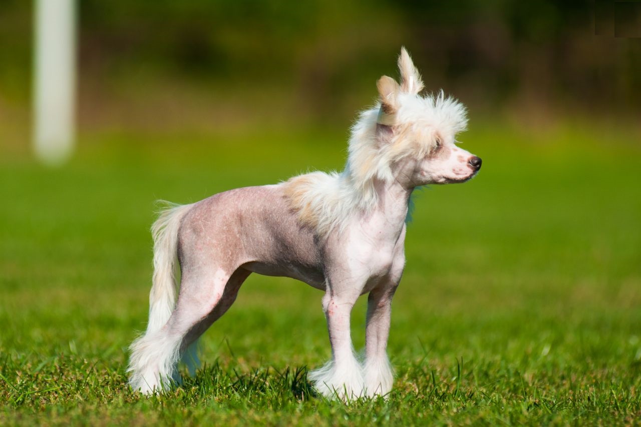 Sineeske Crested Hairless Dog