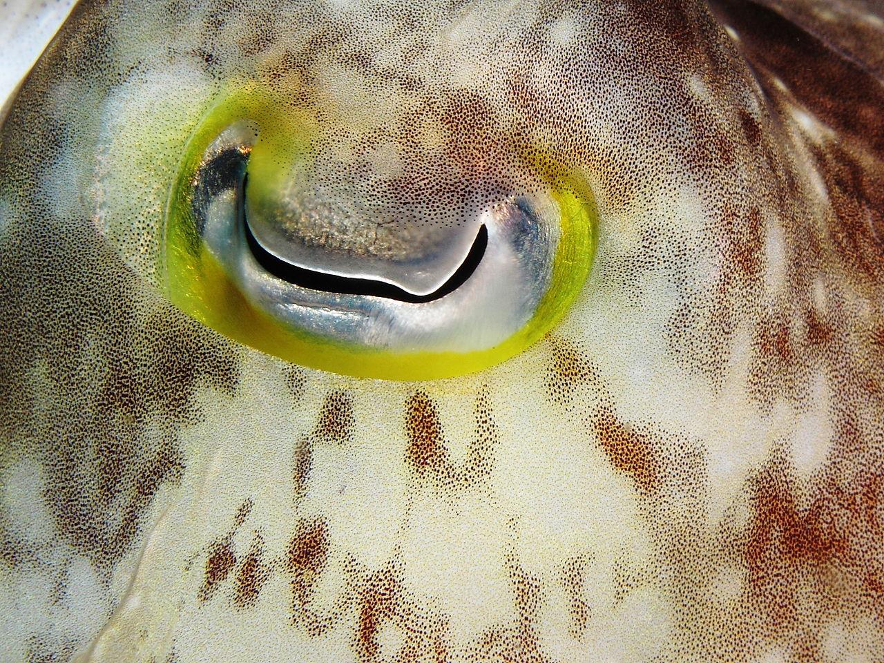 ตาของปลาหมึก