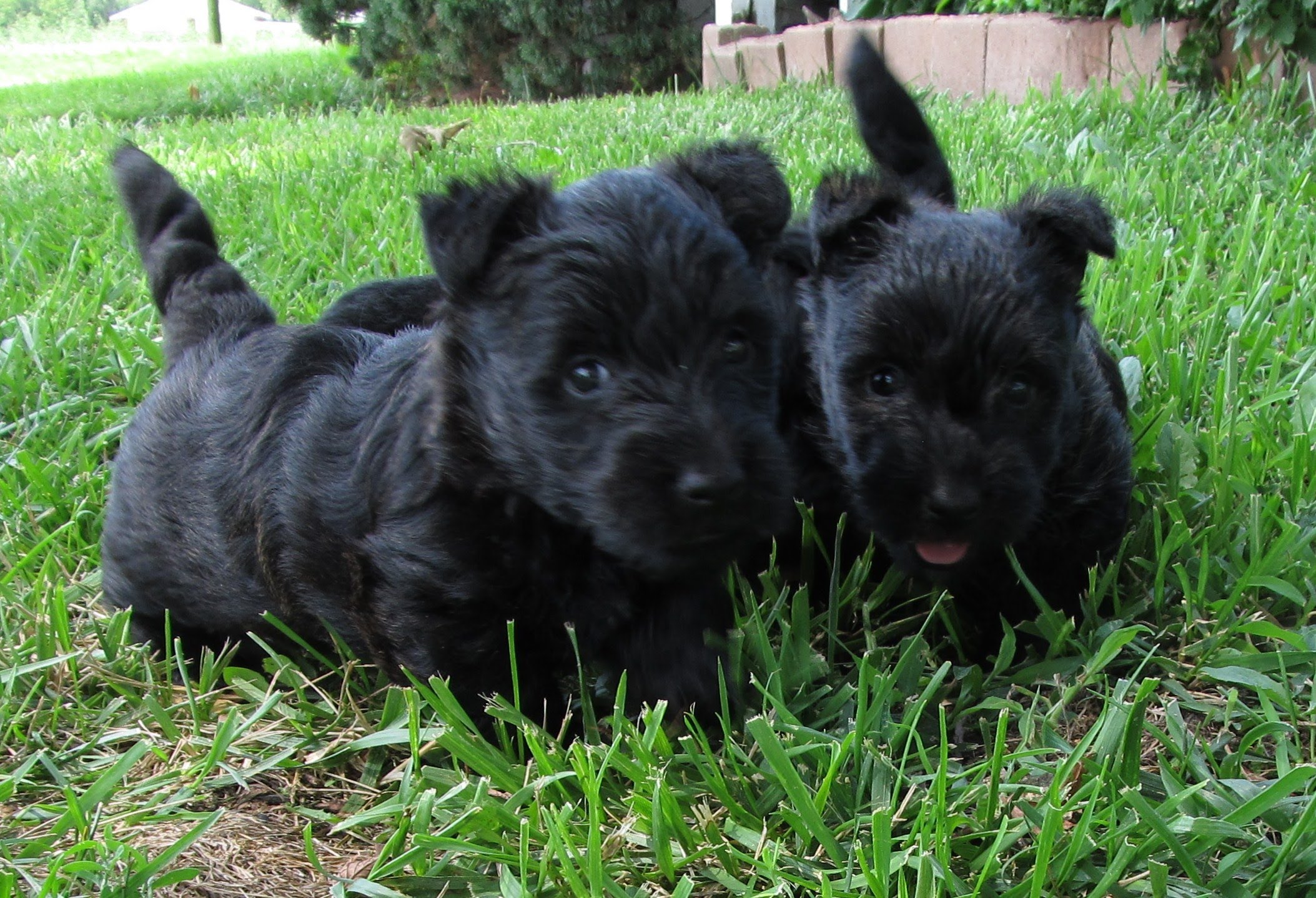Scotorum Terrier puppies