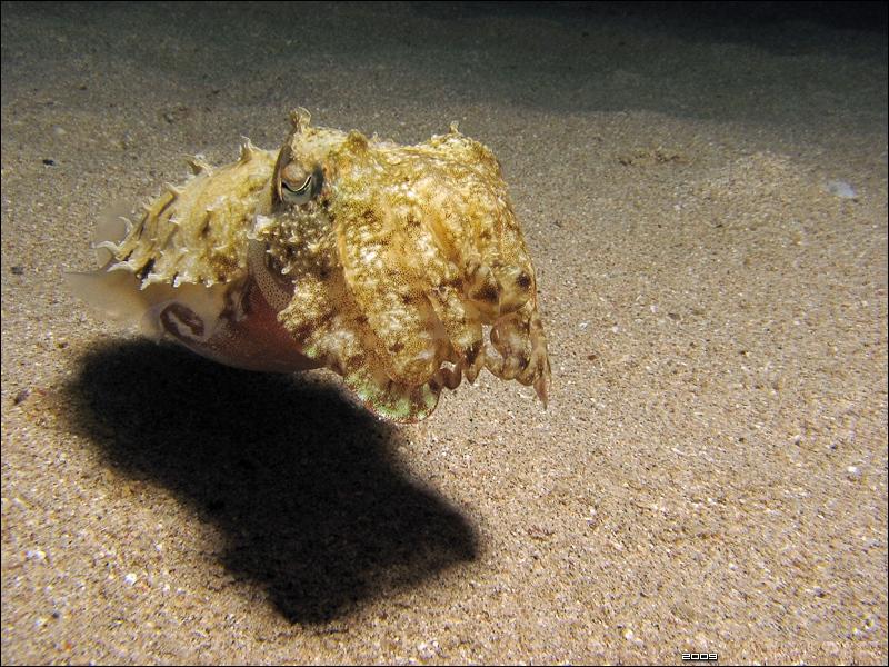 Blæksprutte nær bunnen