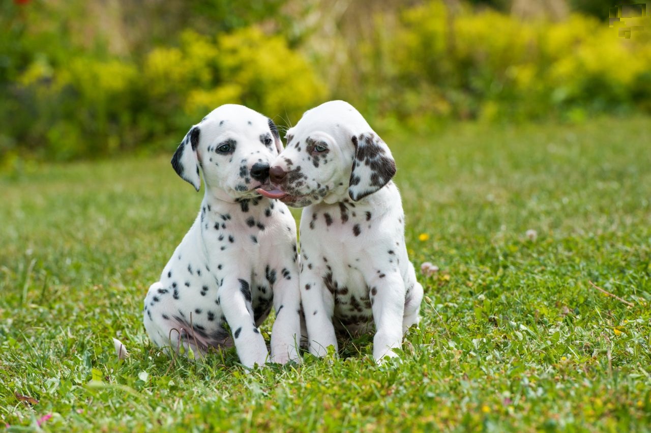 Dalmatian: anak anjing
