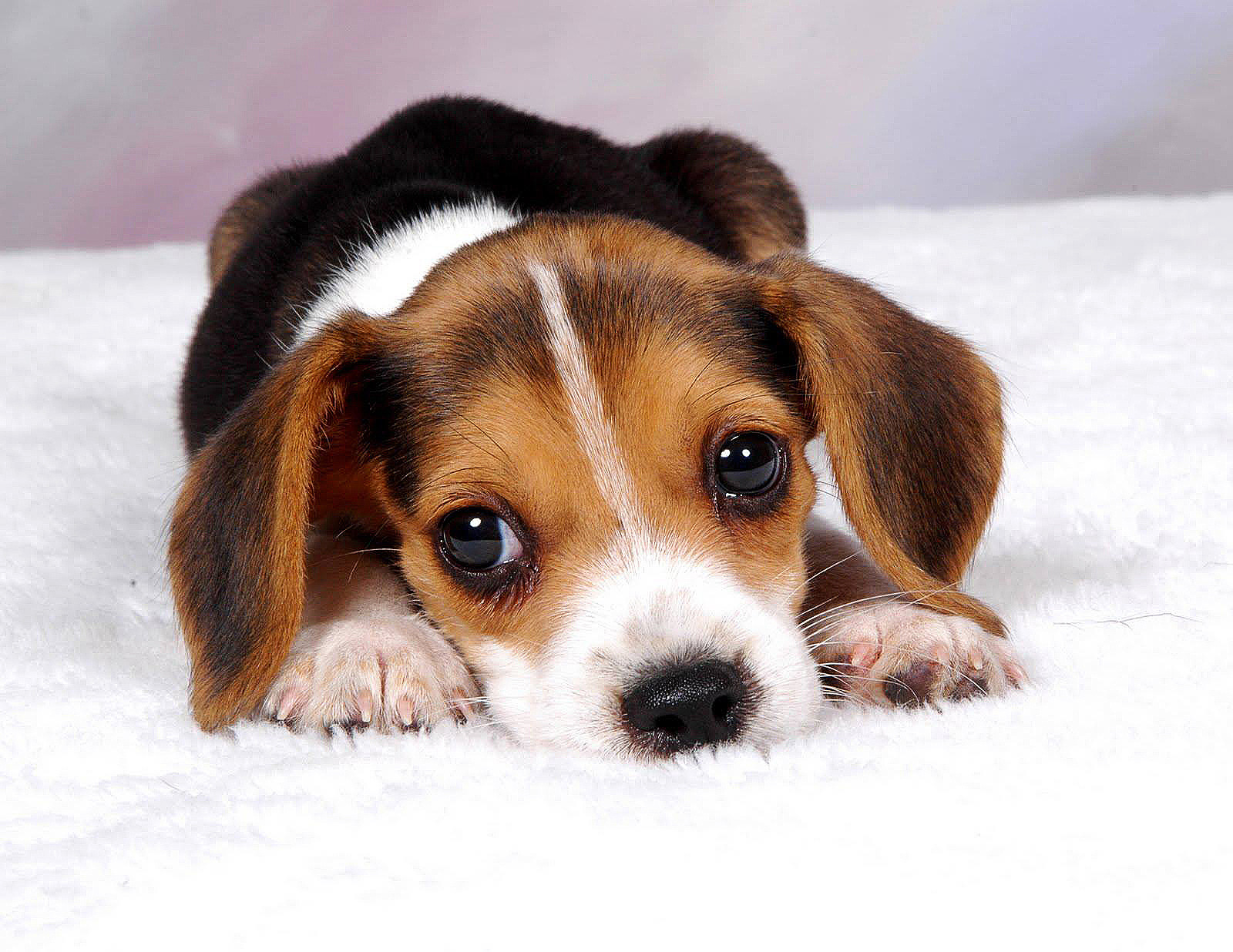 Anak anjing beagle