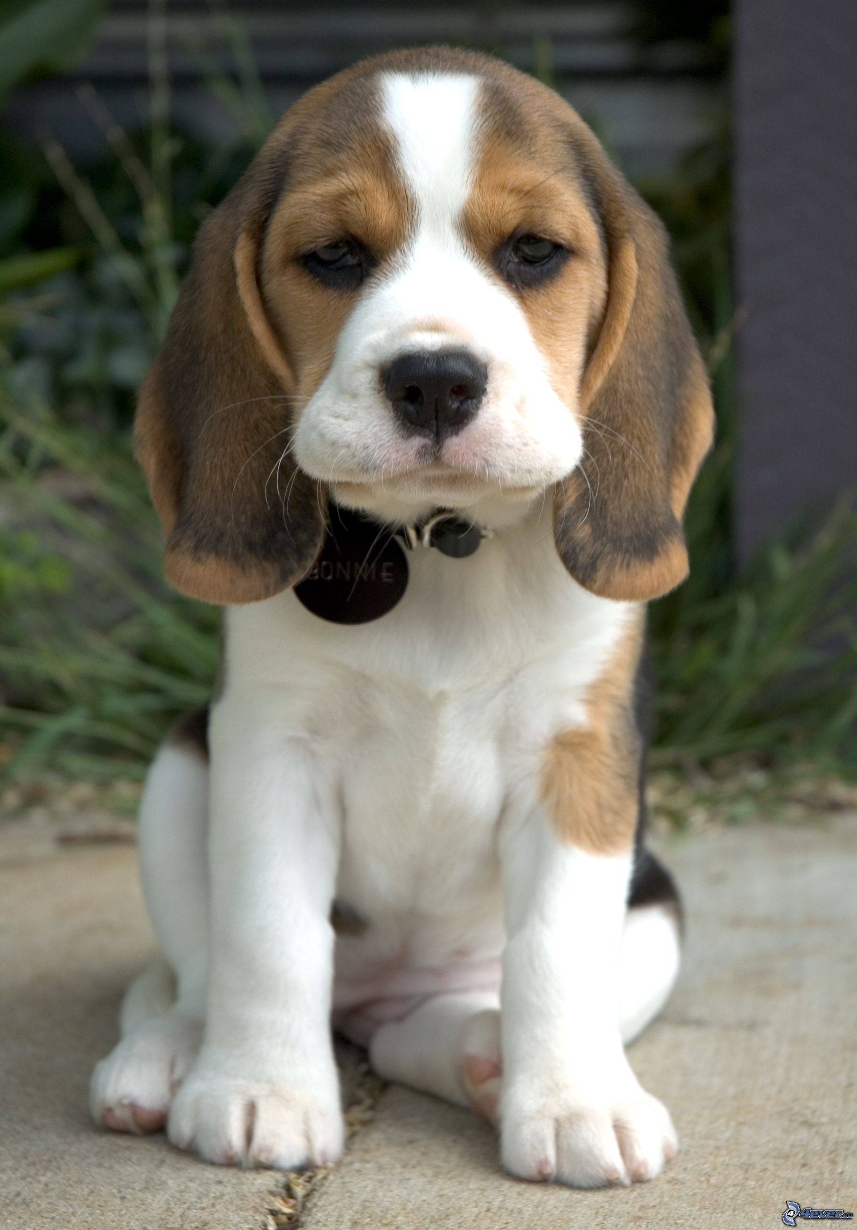 Beagle tänkte på livet