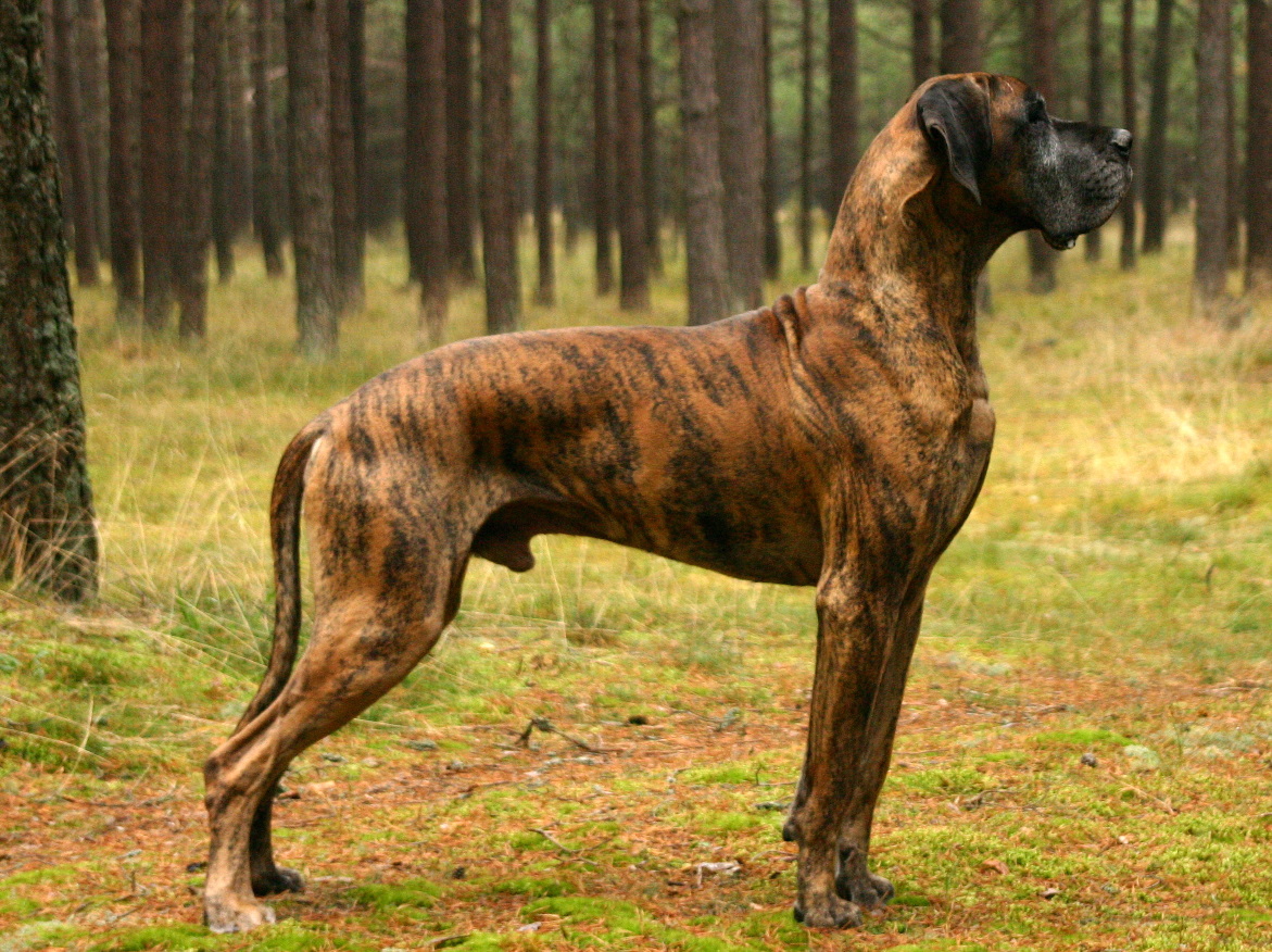 Dog niemiecki