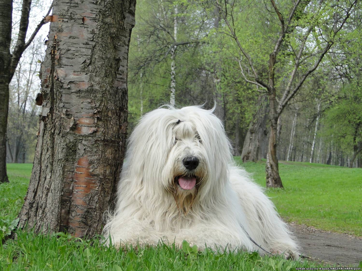 Νότιας Ρωσίας Shepherd Dog