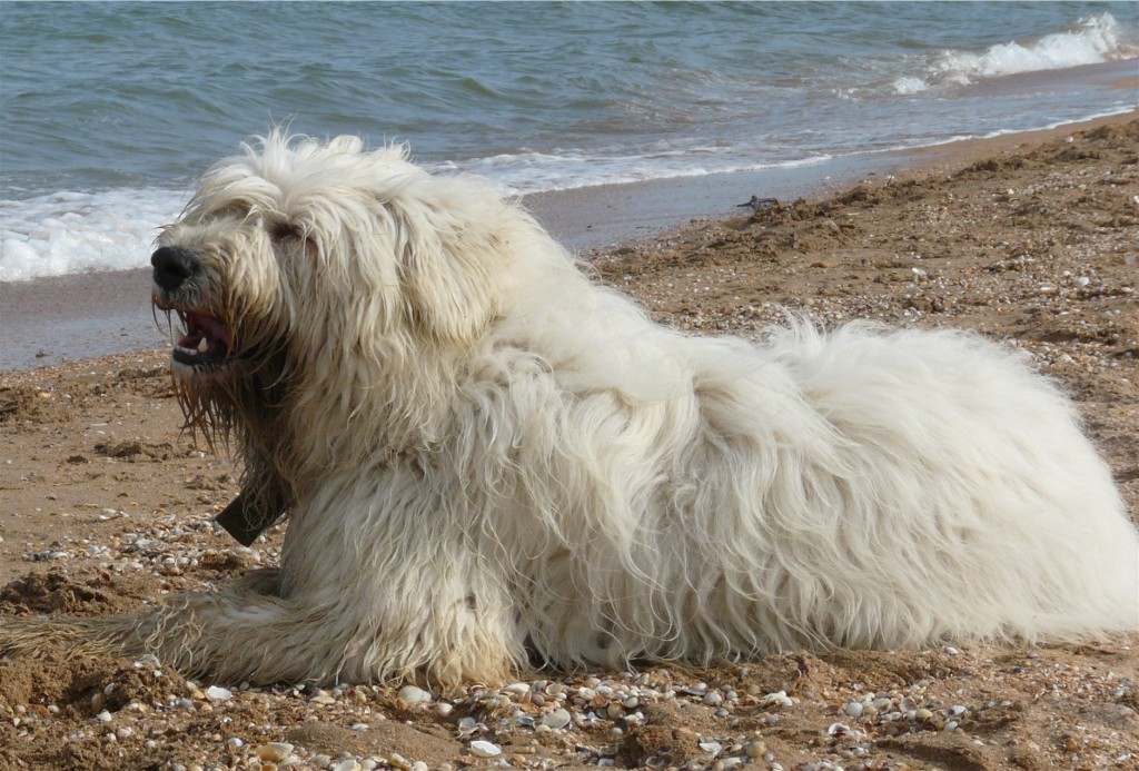 Anjing Gembala Rusia Selatan