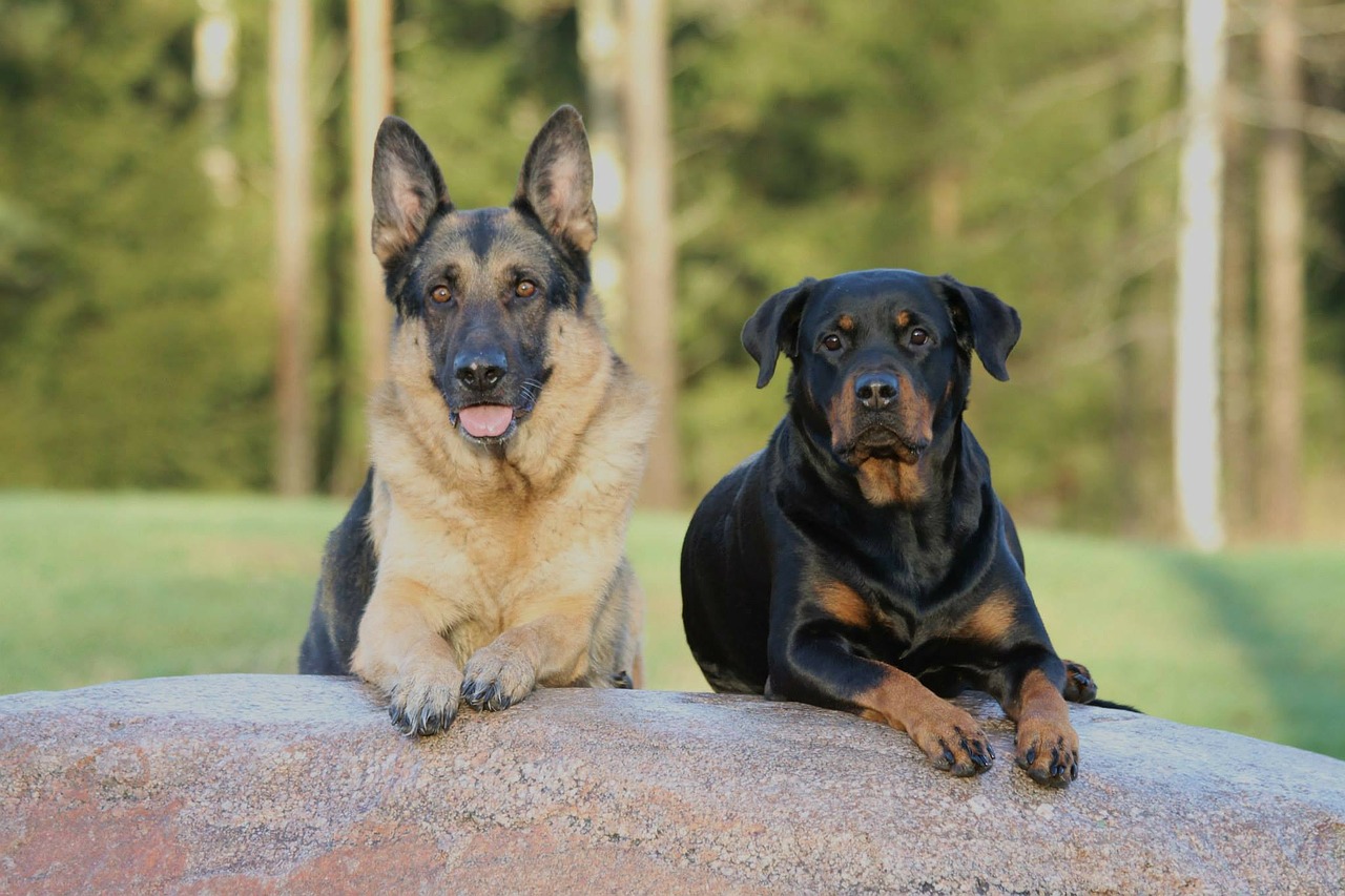 Zdjęcie: Rottweiler i owczarek niemiecki