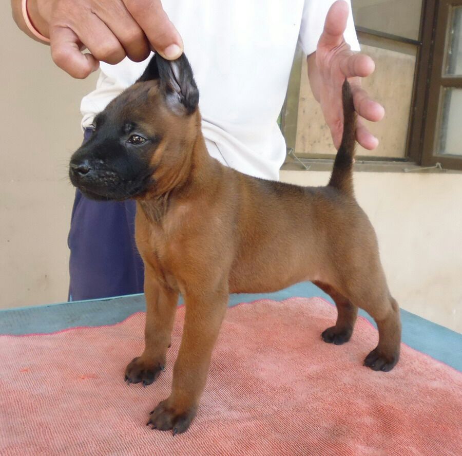 Anak anjing ridgeback Thailand