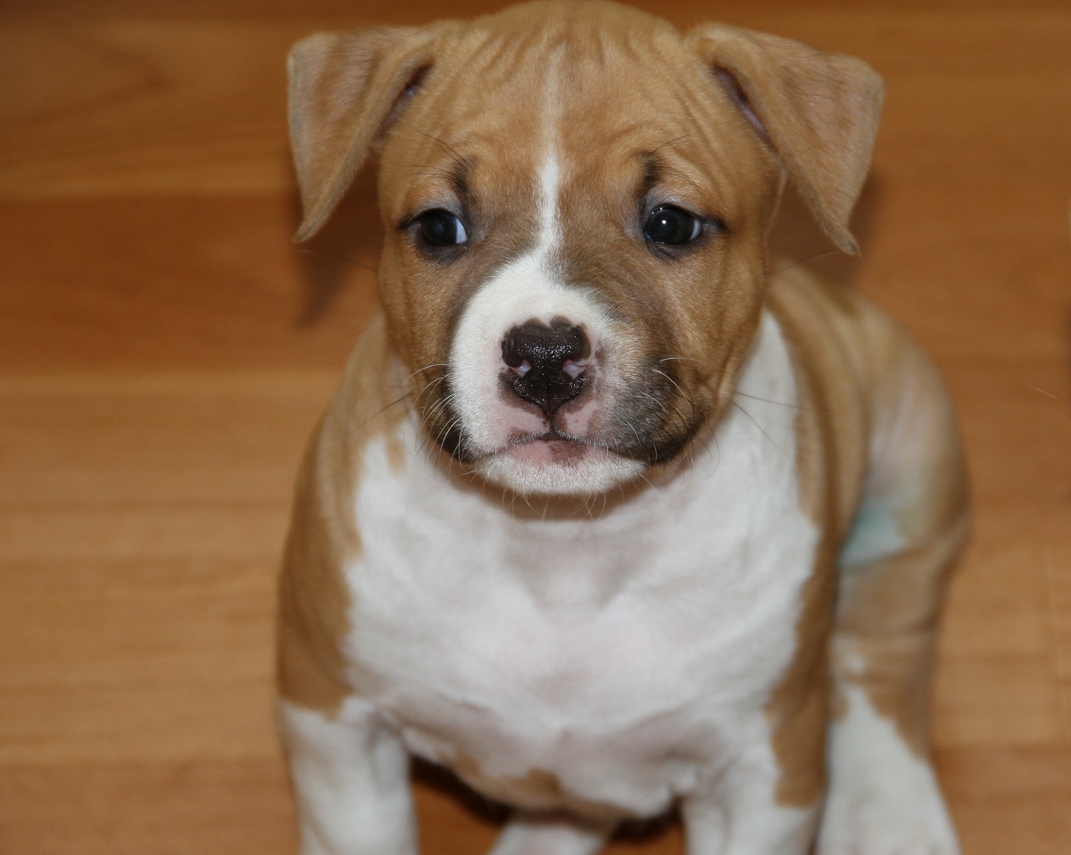 Puppy o American Staffordshire Terrier
