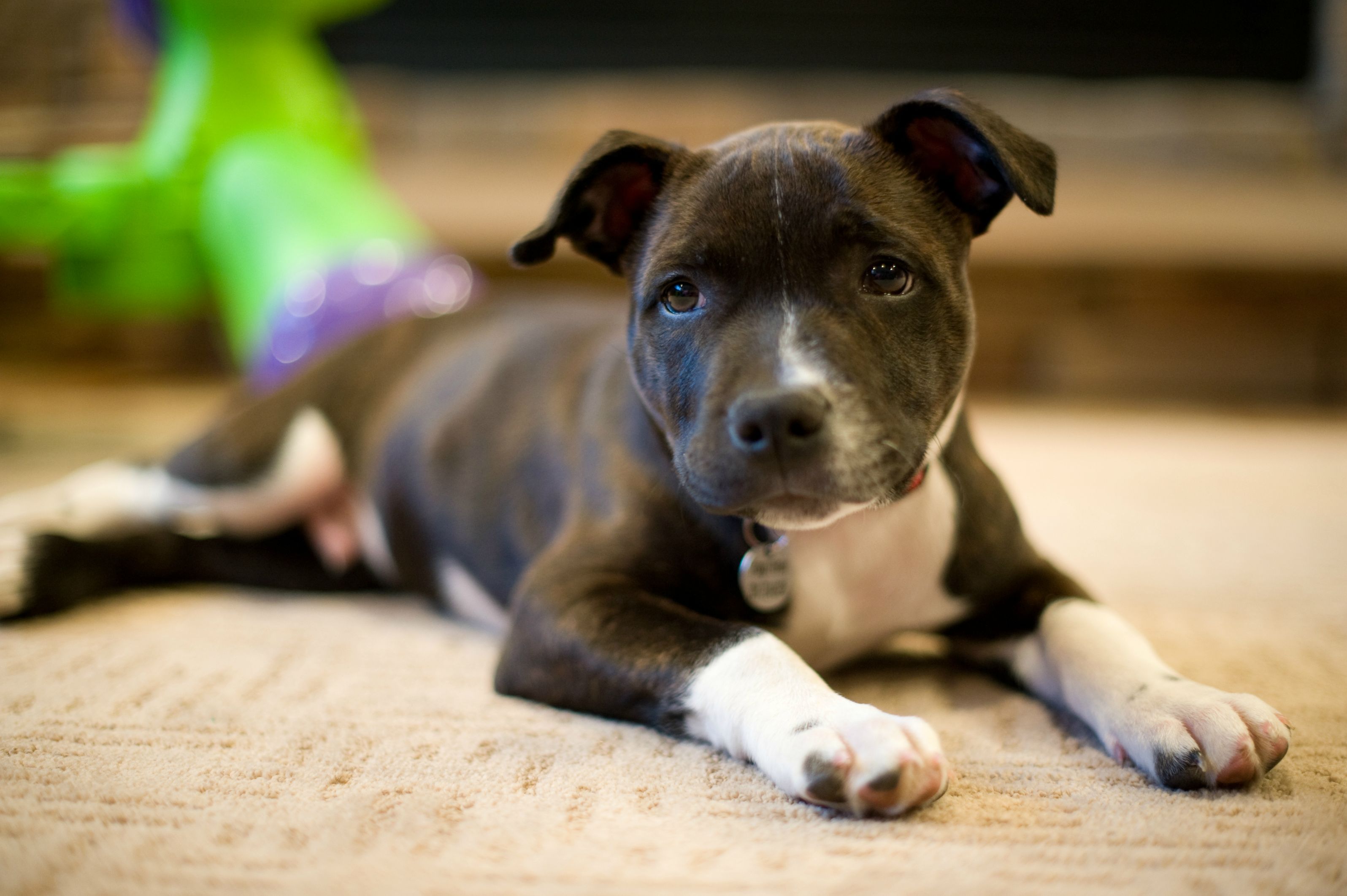Puppy ng American Staffordshire Terrier