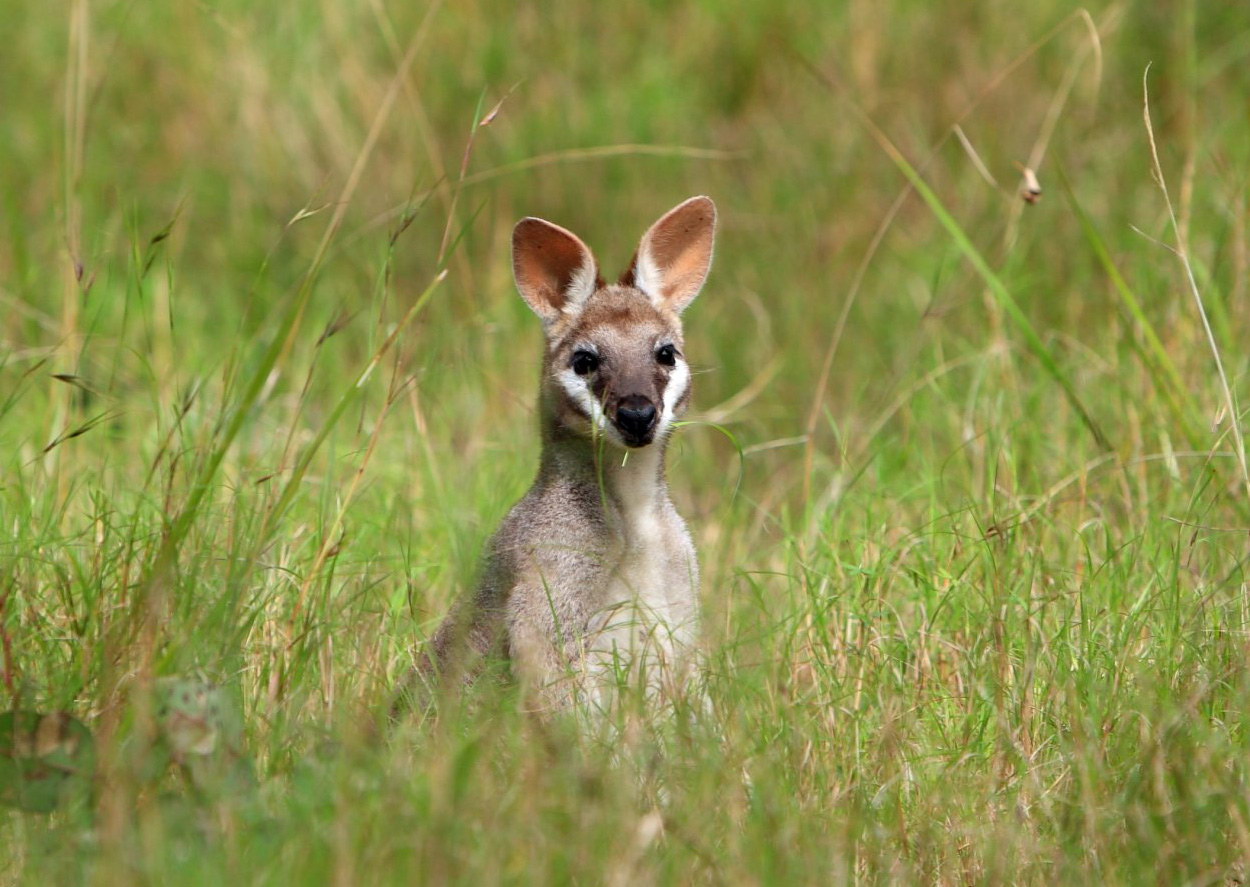 Kangoeroe in die gras