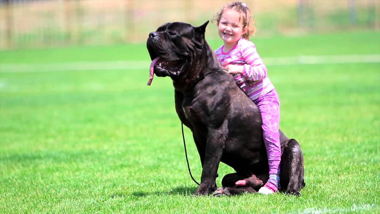 Cane Corso with a child