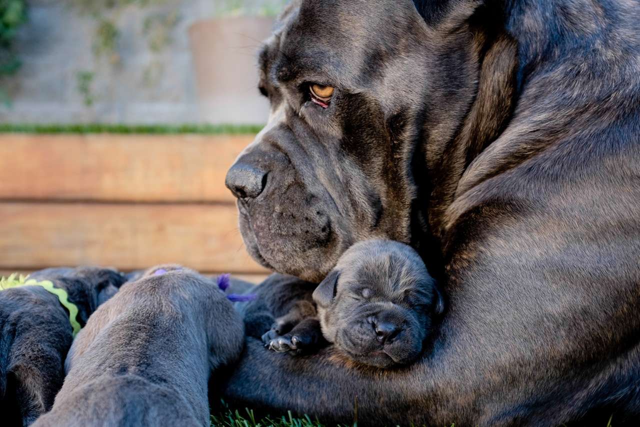 Cannes Corso puppies with a mother