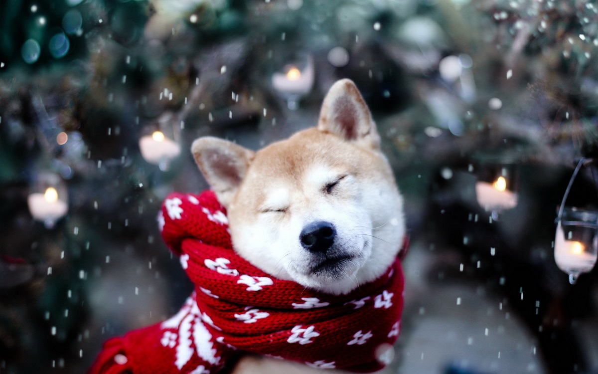 Akita Inu: χειμωνιάτικη φωτογραφία