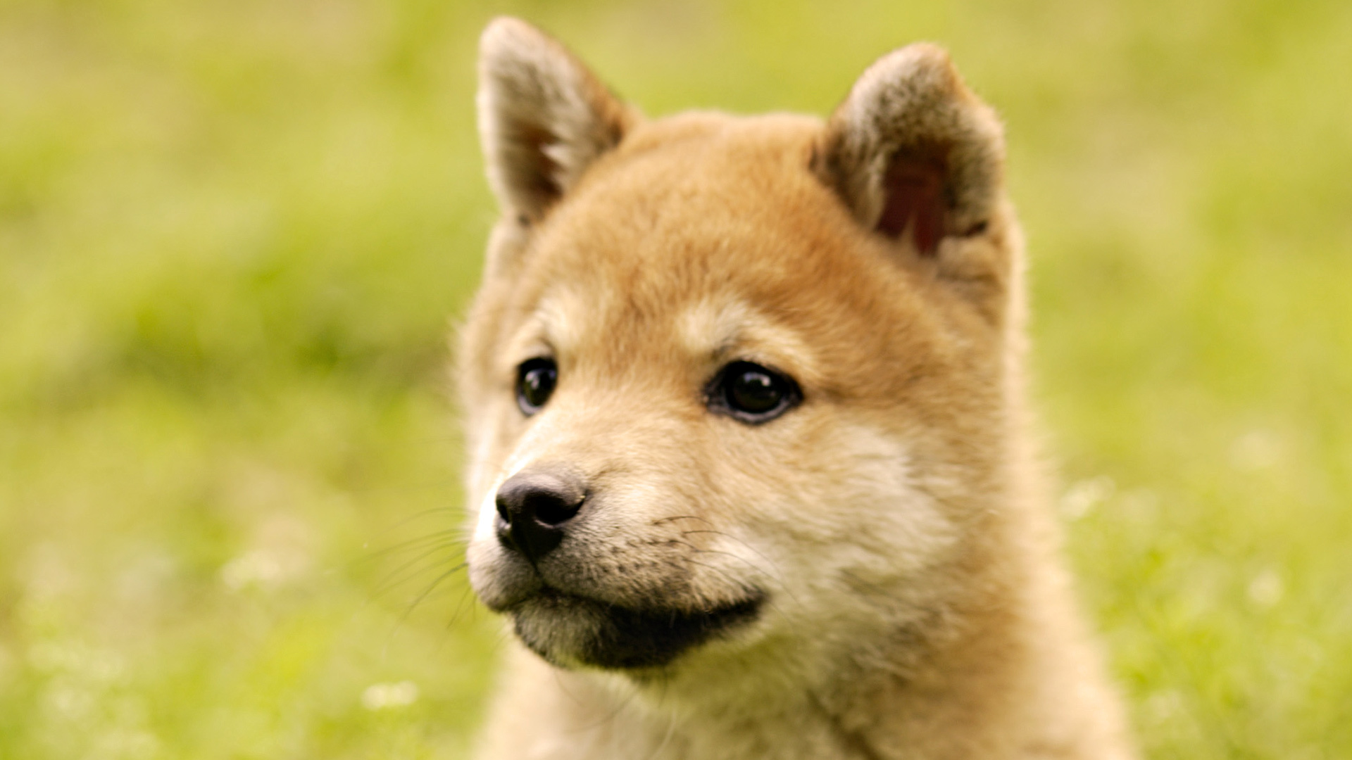 Anak anjing Akita Inu