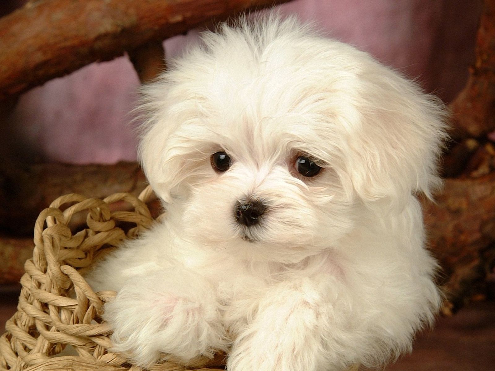 I-Maltese Puppy