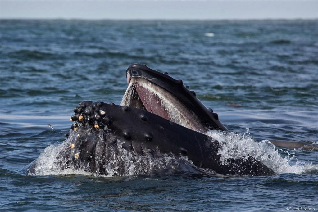 Снимките на китовете