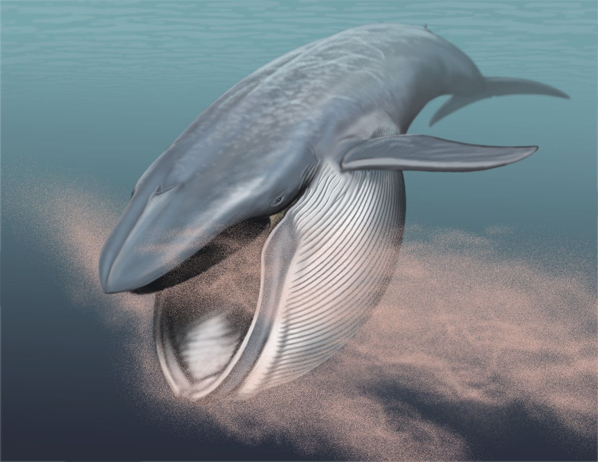 Blue whale feeds on krill