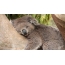 ภาพถ่ายของหมีโคอาล่านอนหลับ