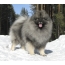 Keeshond in the snow
