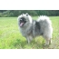Keeshond in the field