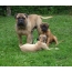 Bullmastiff and puppies