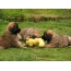 Leonberger puppies play