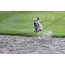 Photo: Greyhound Flying Dog