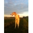 Greyhound in the rays of the setting sun
