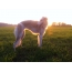 Greyhound w promieniach zachodzącego słońca