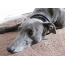 Greyhound: photo of a bored dog