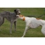 Greyhound and Dirhound