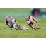 Greyhounds in pursuit of a hare