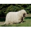 Hungarian Sheepdog - Komondor
