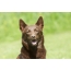 Australijska Kelpie: zdjęcie pełnej twarzy