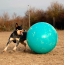 Αυστραλιανό σκυλί βοοειδών που παίζει με μια μεγάλη μπάλα