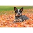 Zdjęcie: australijski pies pasterski leżący na liściach