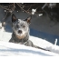 Αυστραλιανό σκυλί βοοειδών: φωτογραφία στο χιόνι