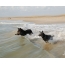 Zdjęcie: Australijskie psy pasterskie biegną do pływania