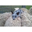Australian herding dog resting on the backs of sheep