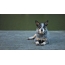 Australijski pies pasterski z krótkimi ogonami