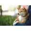 Photo: Shiba Inu on the hands of the owner