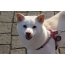 Photo: Shiba Inu not standard cream color. Individuals with this color can not be diluted, they are not recognized